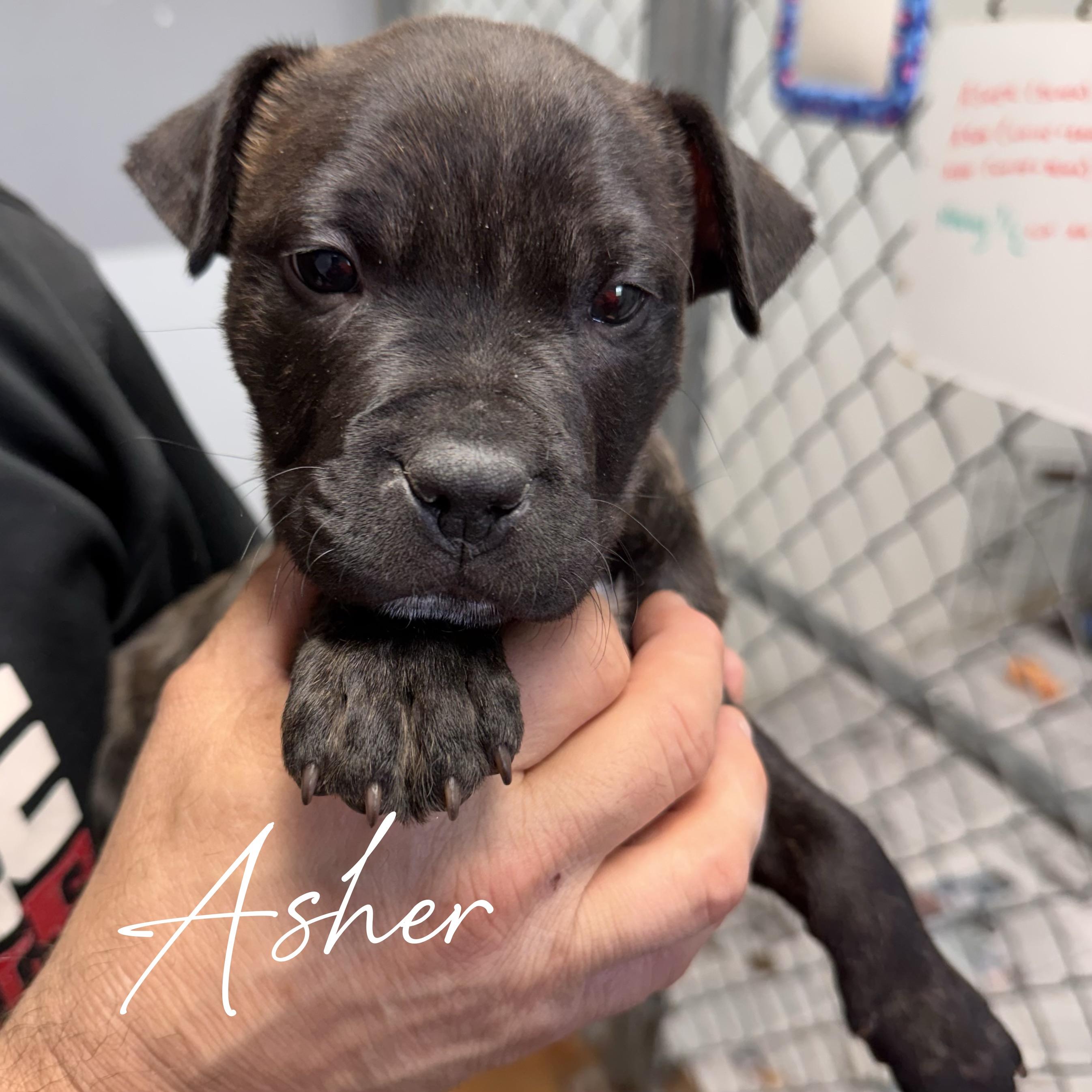 Enlarge ASHER, an adoptable mixed breed in Wilmington, OH image 1/2