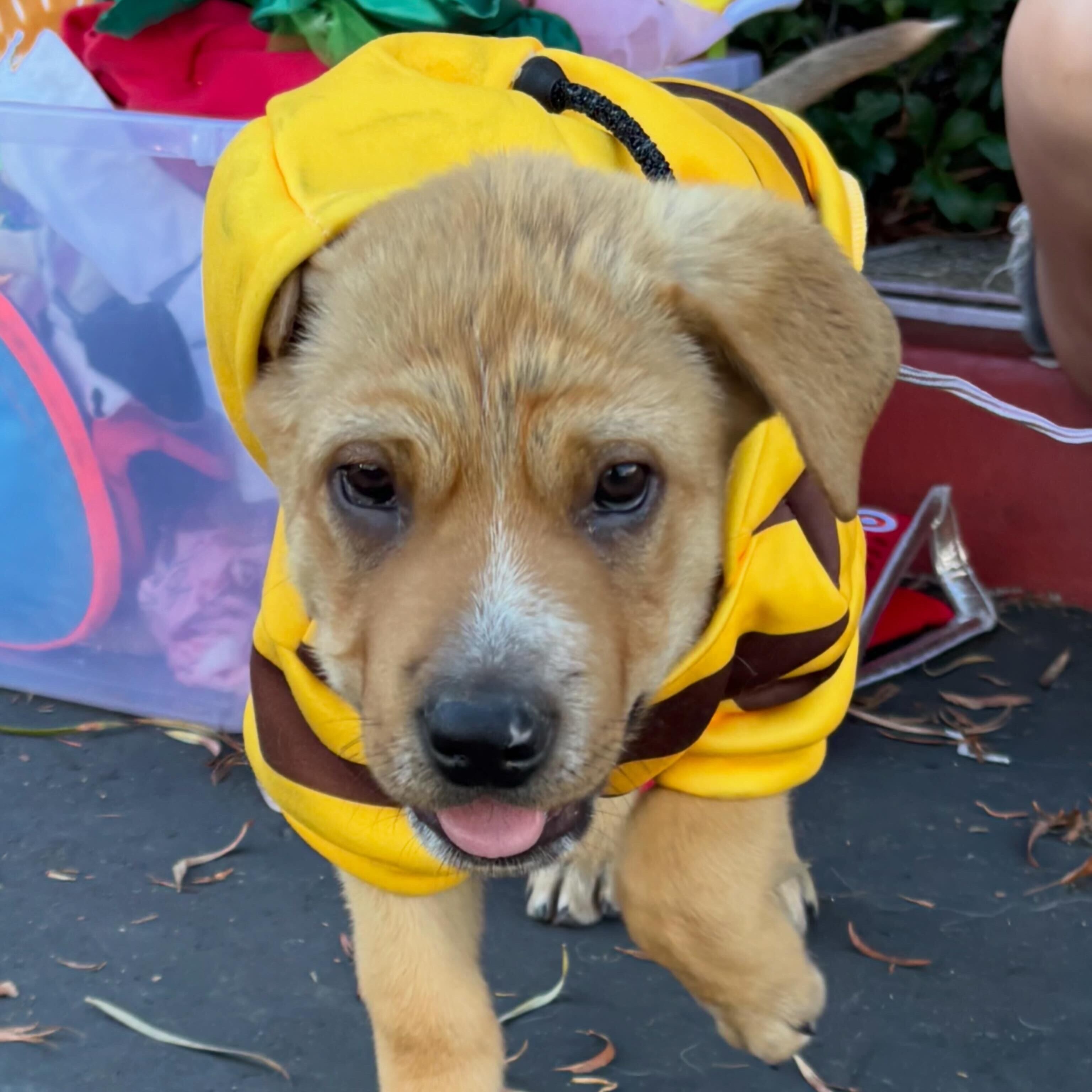 Enlarge Forest, a Adoptable mixed breed in Rancho Santa Margarita, CA image 5/5