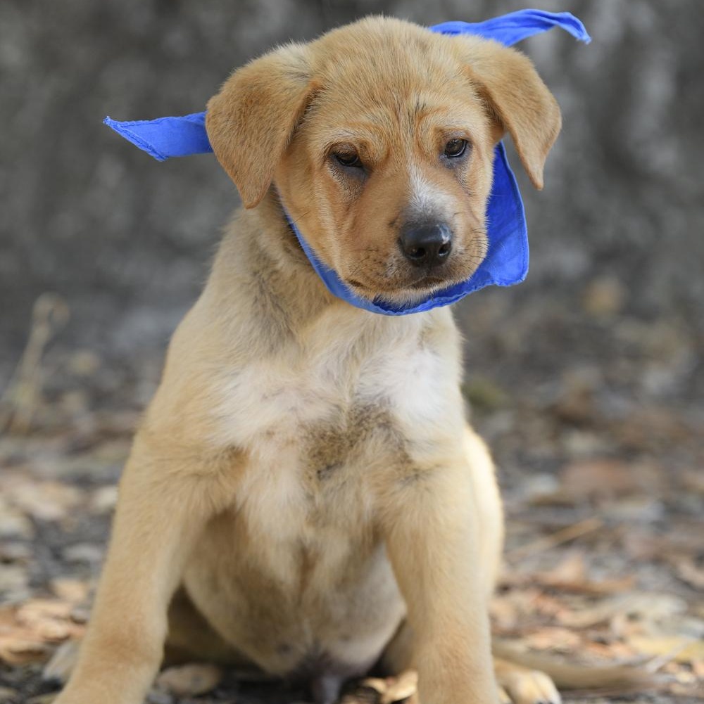 Enlarge Forest, a Adoptable mixed breed in Rancho Santa Margarita, CA image 3/5