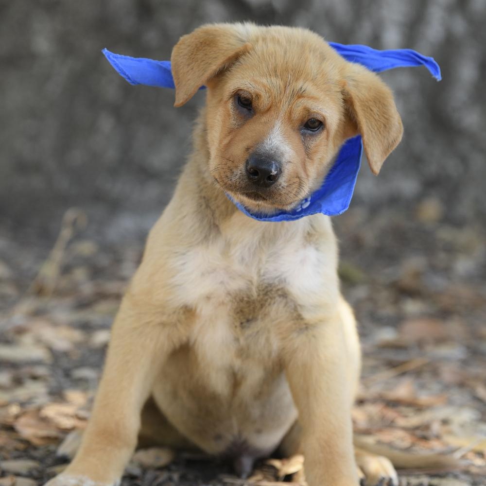 Forest, Adoptable, Puppy Male Australian Shepherd & Shar-Pei.