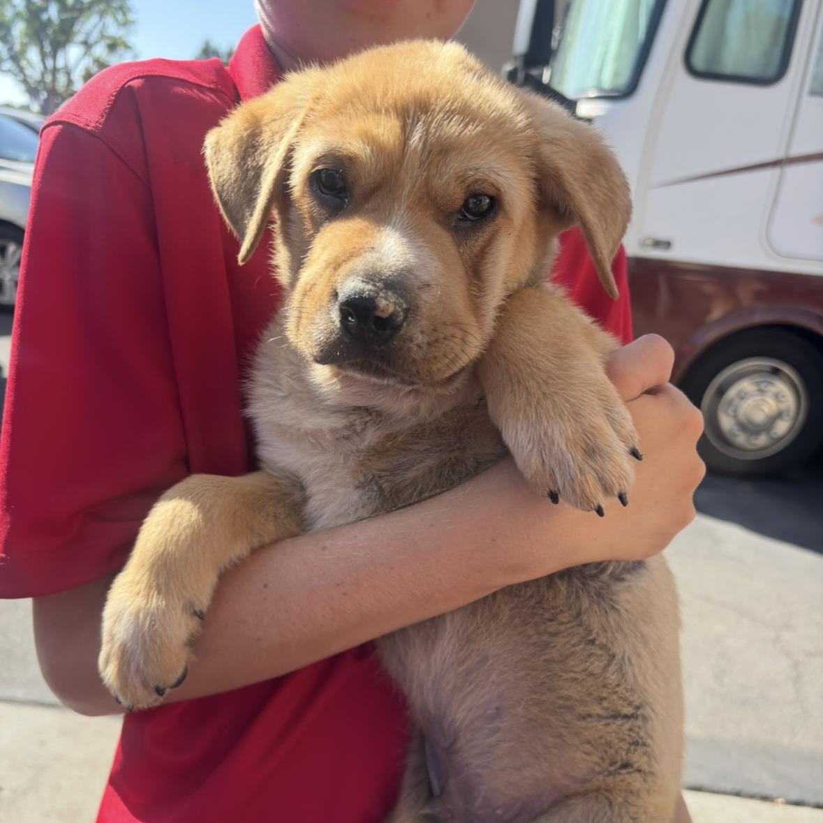 Enlarge Forest, a Adoptable mixed breed in Rancho Santa Margarita, CA image 4/5