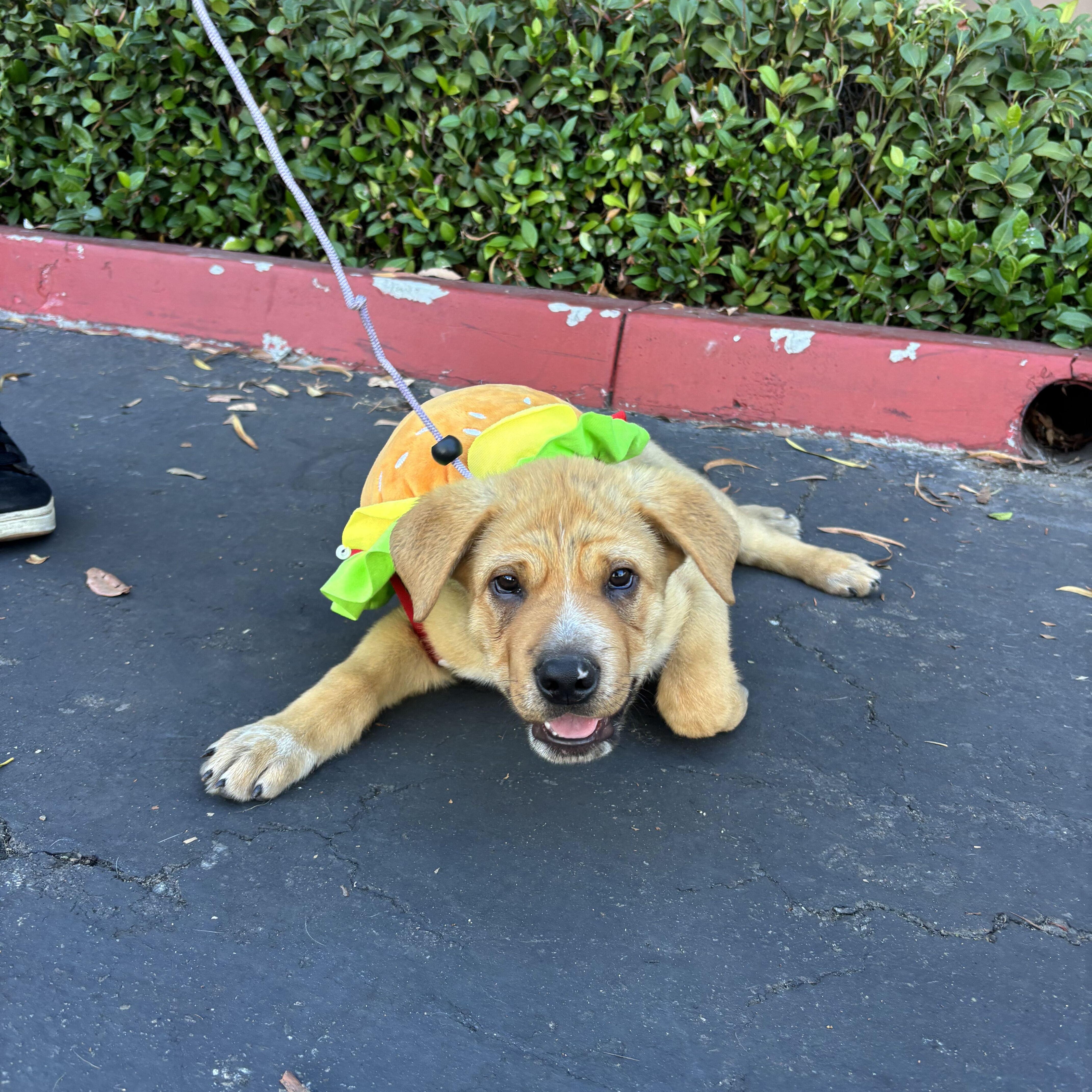 Enlarge Forest, a Adoptable mixed breed in Rancho Santa Margarita, CA image 2/5