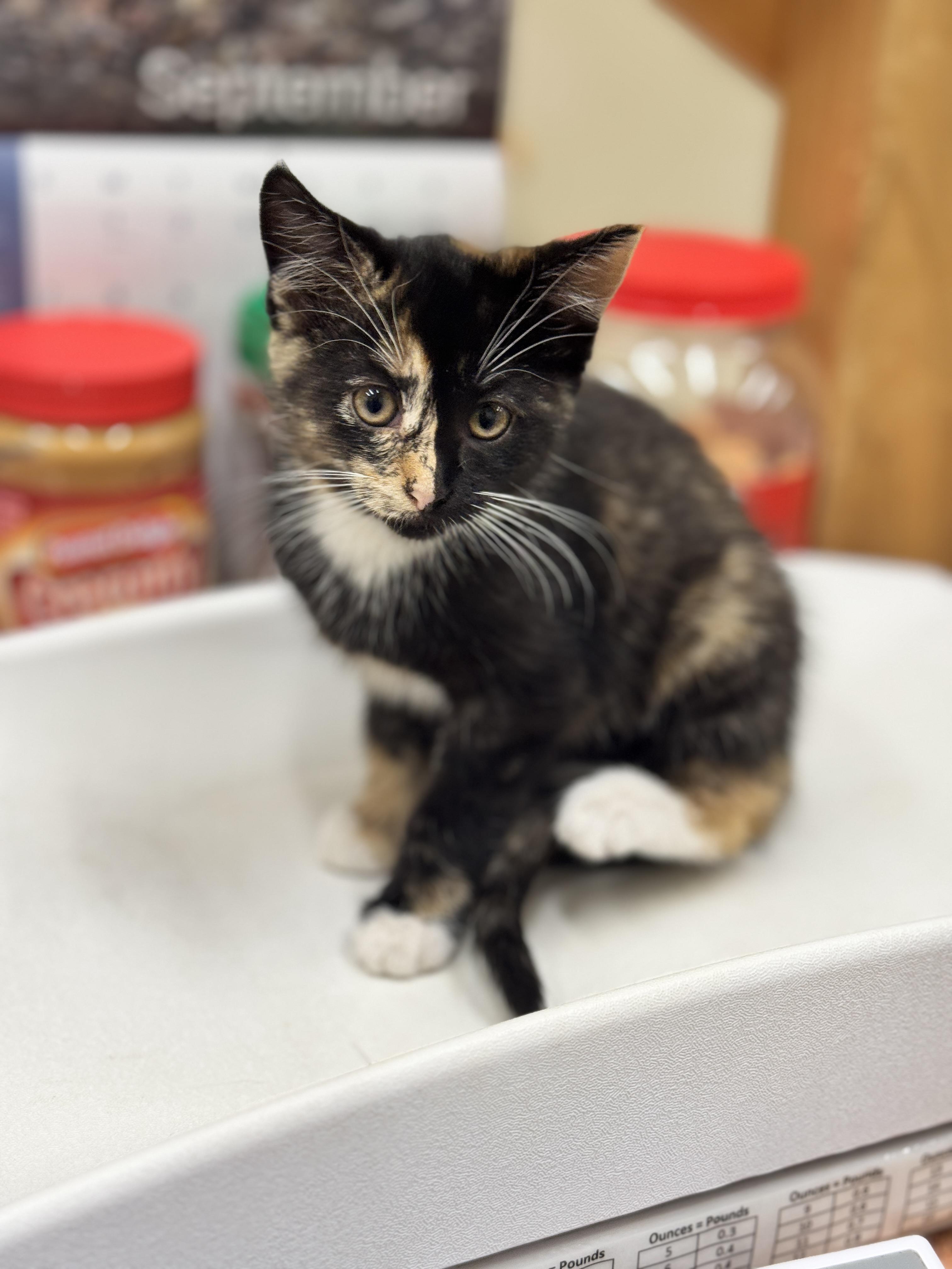 Yoplait, an adoptable Domestic Short Hair in Hackensack, MN, 56452 | Photo Image 1