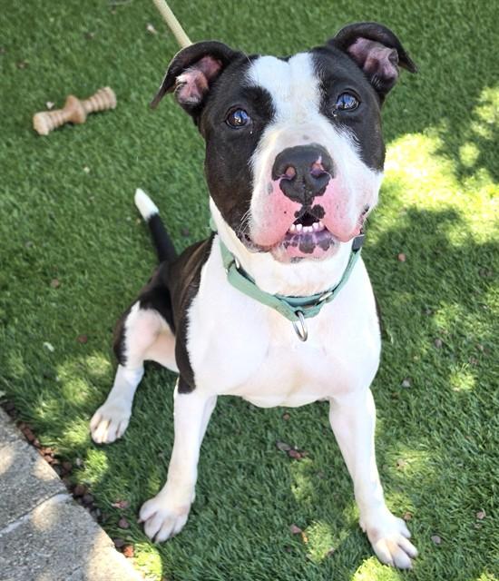 Sundae, Adoptable, Young Female Pit Bull Terrier.