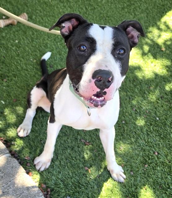 Enlarge Sundae, a Adoptable Pit Bull Terrier in Phoenix, OR image 2/2