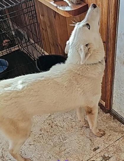 Enlarge Winter, a ADOPTABLE Husky in Hamilton, MT image 1/1
