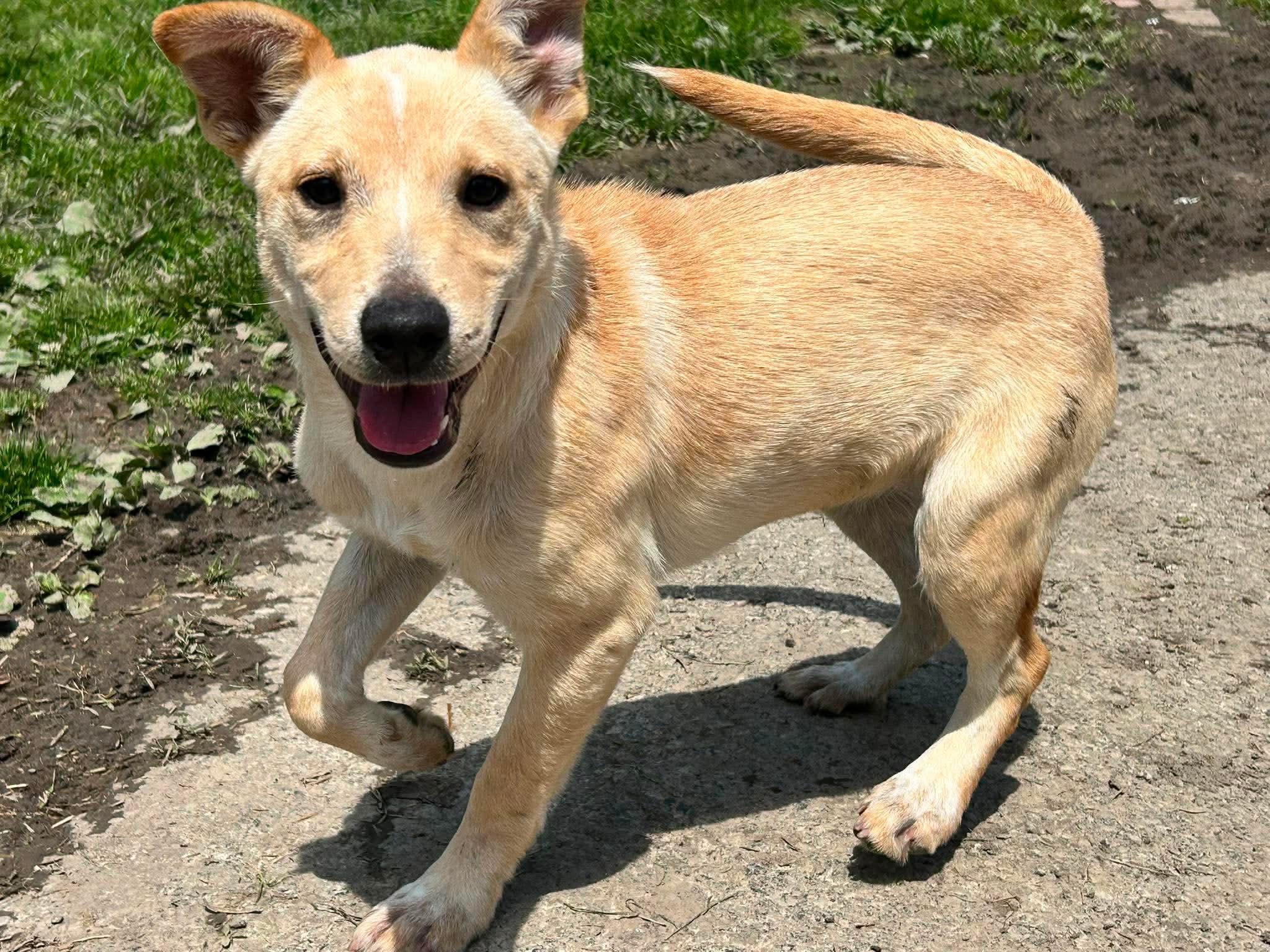 Smores, a ADOPTABLE mixed breed in Brunswick, OH image 1/5