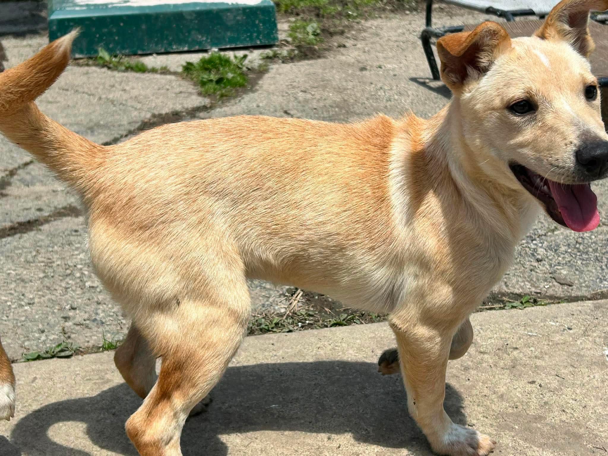 Smores, a ADOPTABLE mixed breed in Brunswick, OH image 2/5
