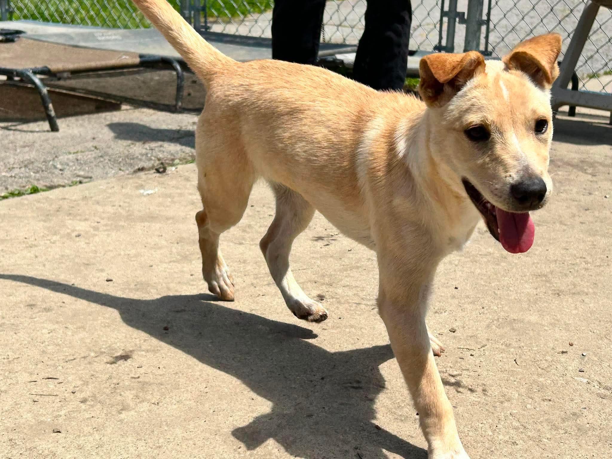 Smores, a ADOPTABLE mixed breed in Brunswick, OH image 3/5