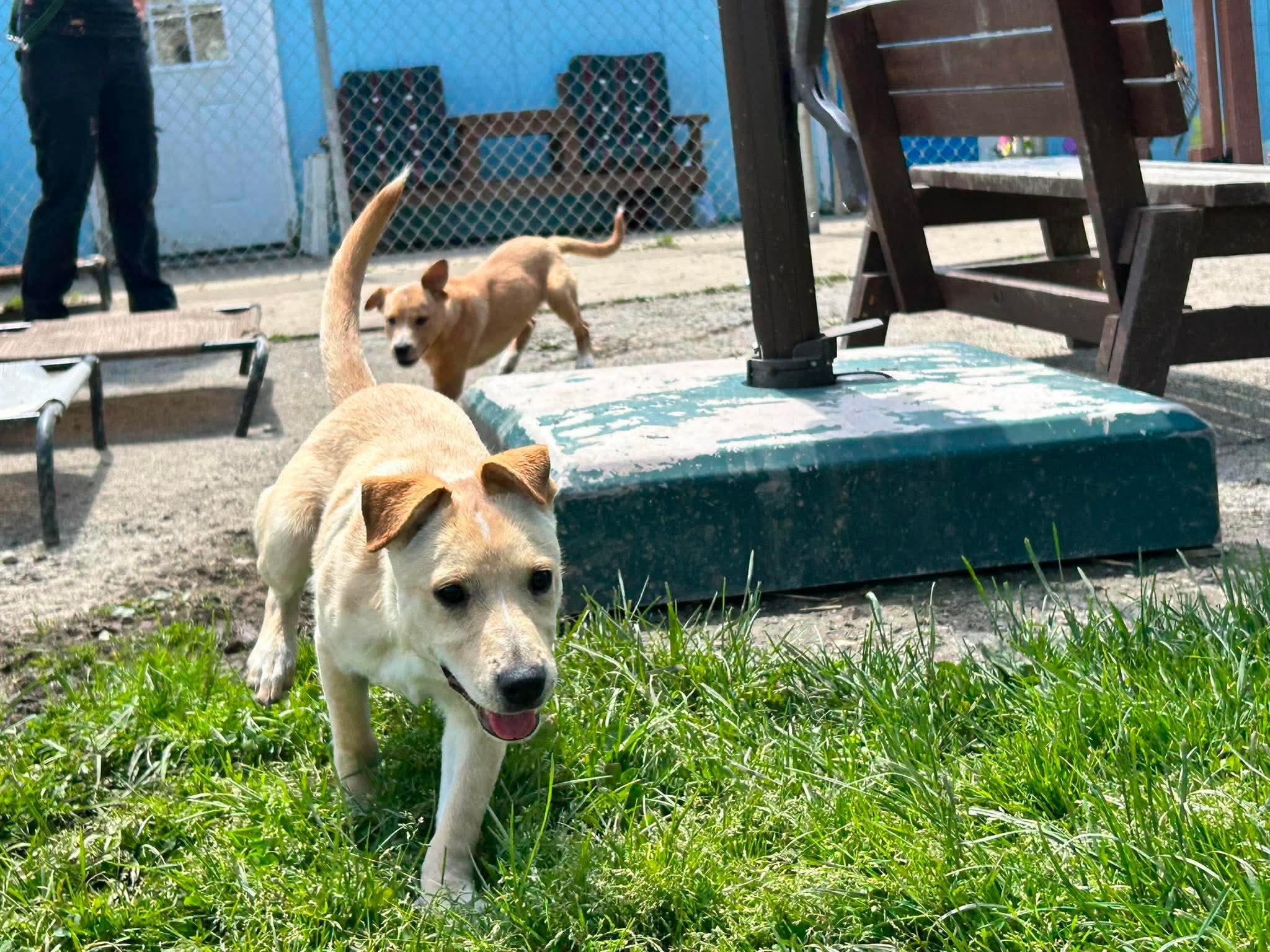 Smores, a ADOPTABLE mixed breed in Brunswick, OH image 5/5
