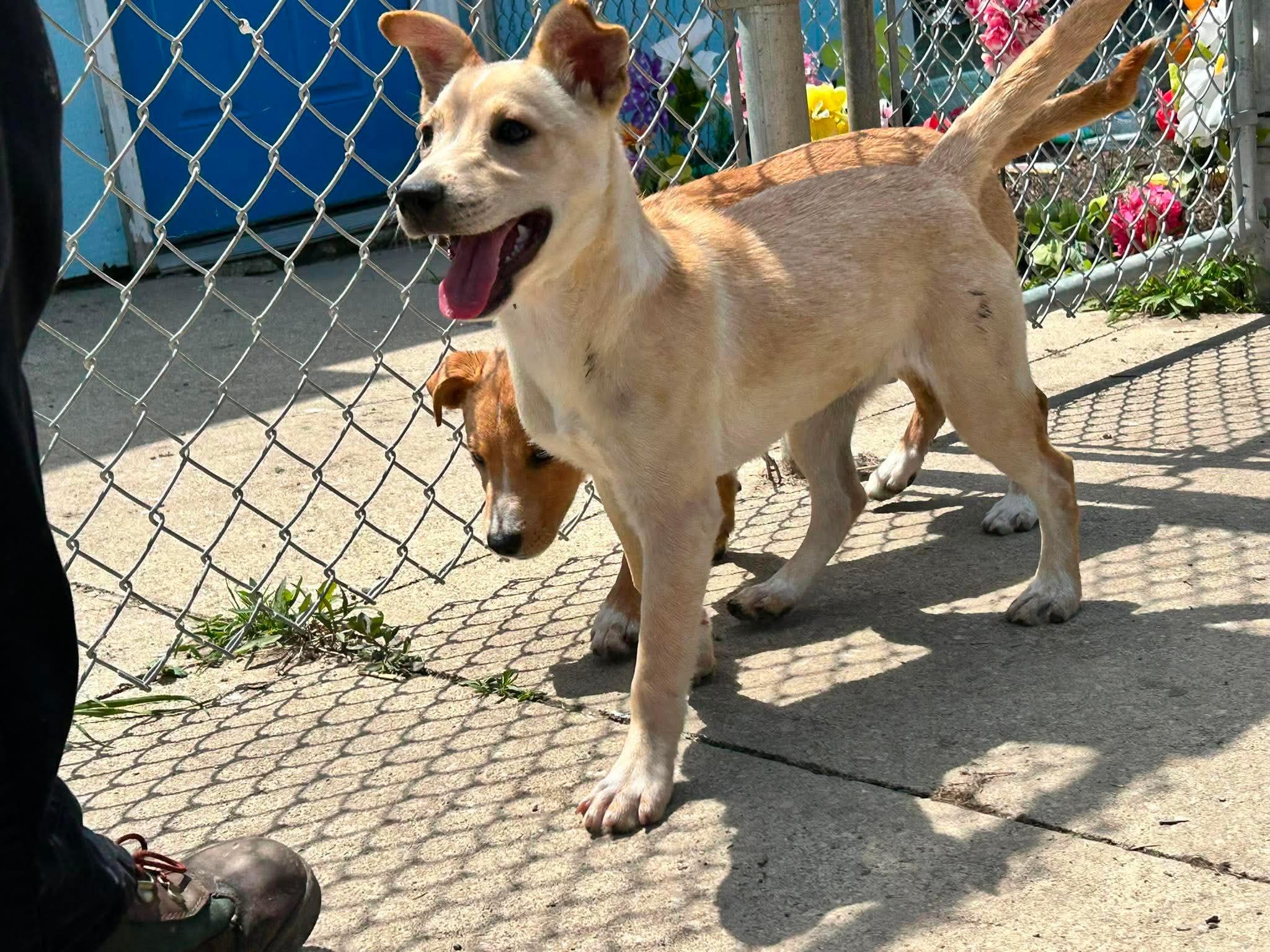 Smores, a ADOPTABLE mixed breed in Brunswick, OH image 4/5