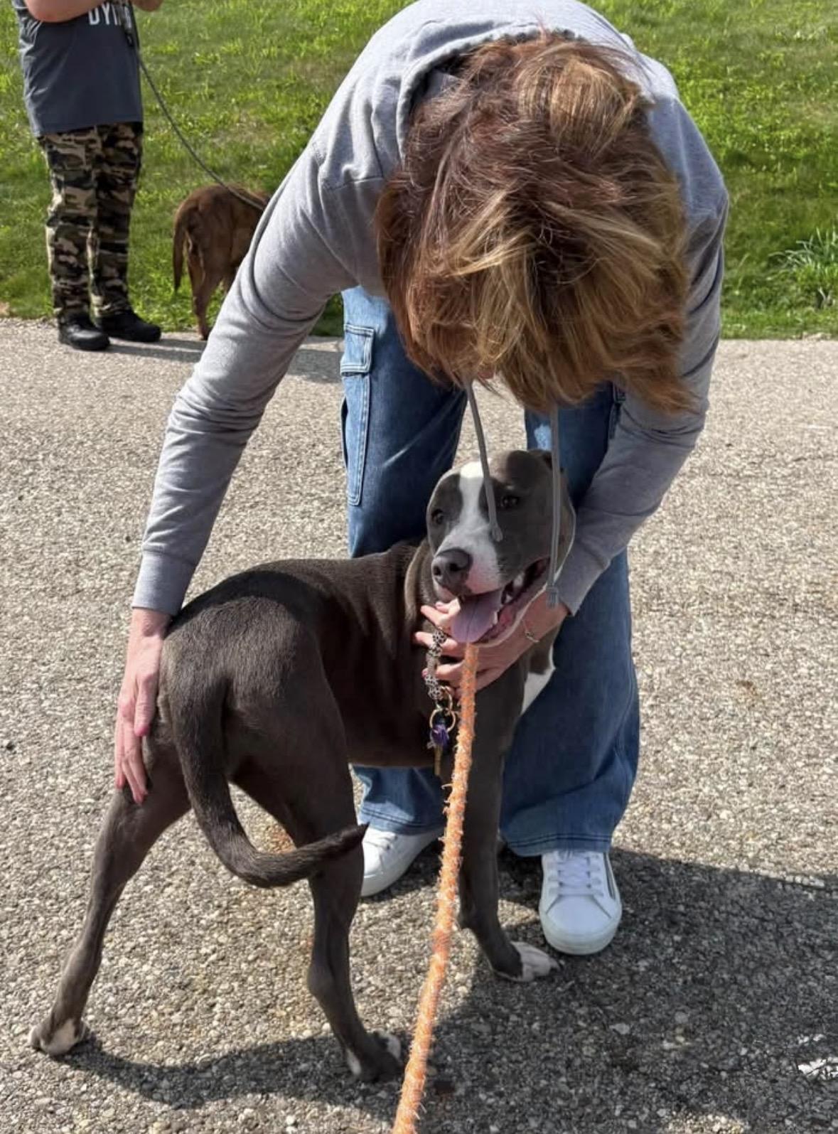 Kendal, a ADOPTABLE mixed breed in Youngstown, OH image 3/6