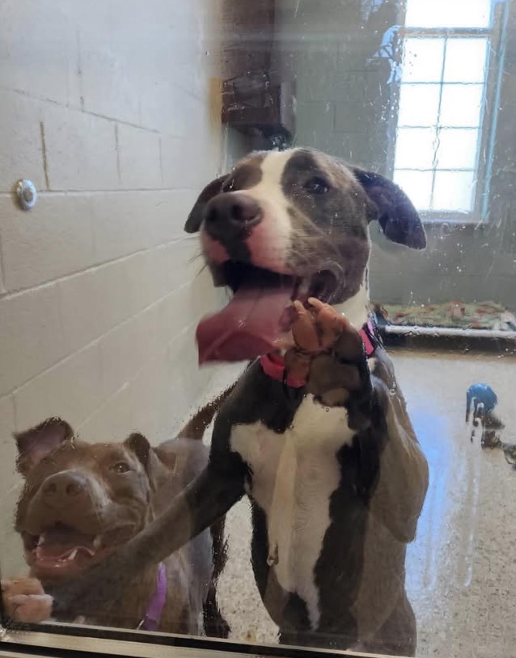 Kendal, a ADOPTABLE mixed breed in Youngstown, OH image 2/6