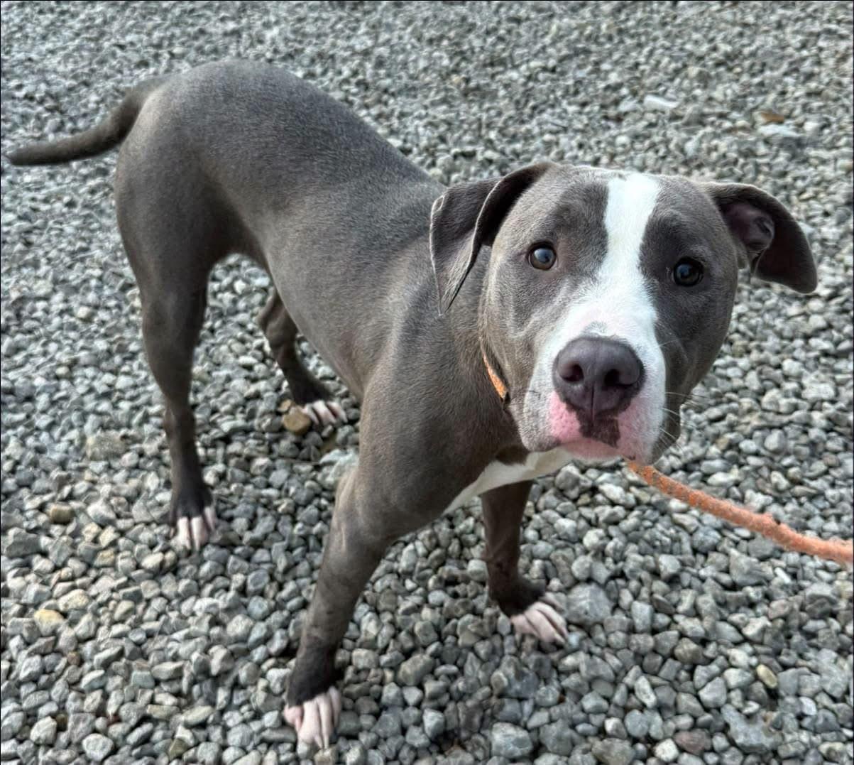Kendal, a ADOPTABLE mixed breed in Youngstown, OH image 6/6