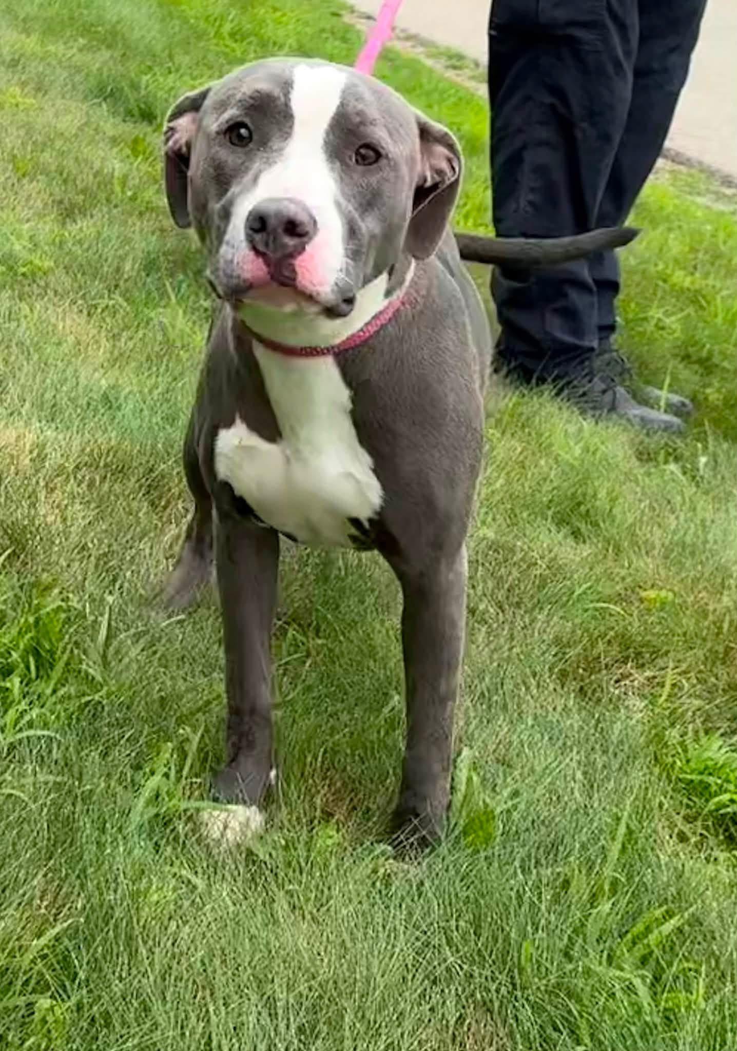 Kendal, a ADOPTABLE mixed breed in Youngstown, OH image 1/6