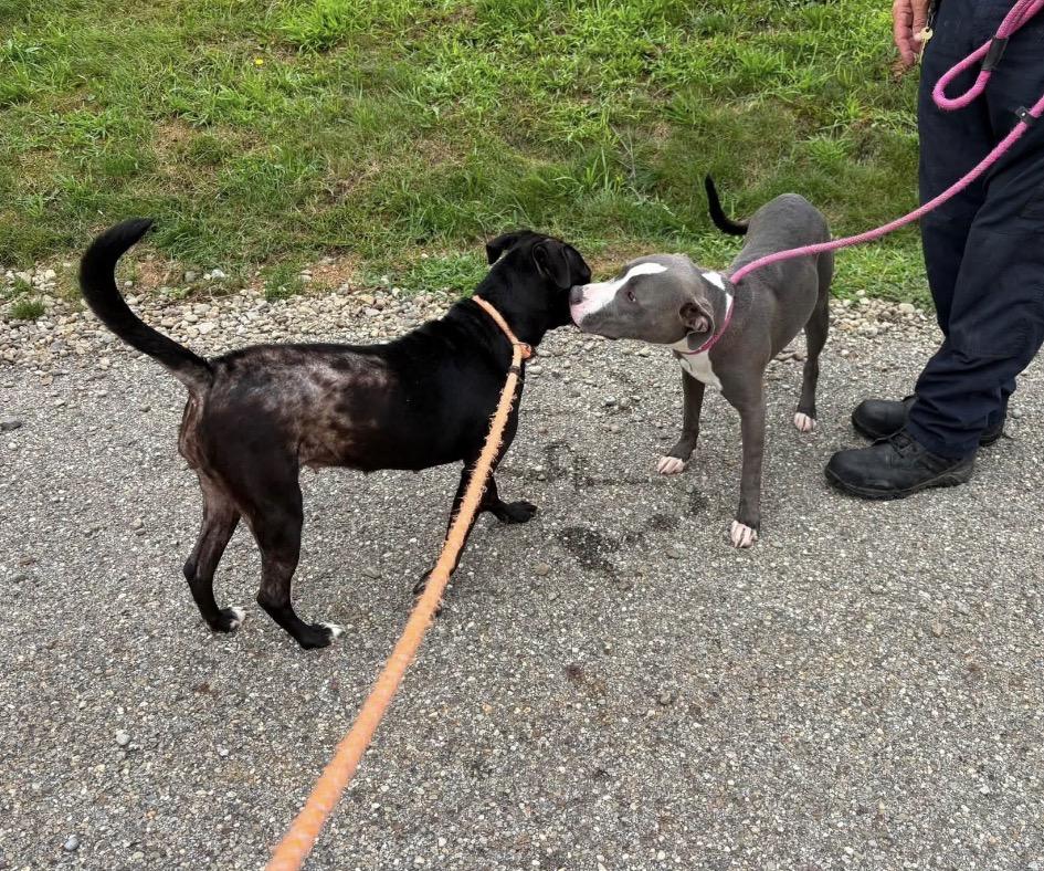 Kendal, a ADOPTABLE mixed breed in Youngstown, OH image 4/6
