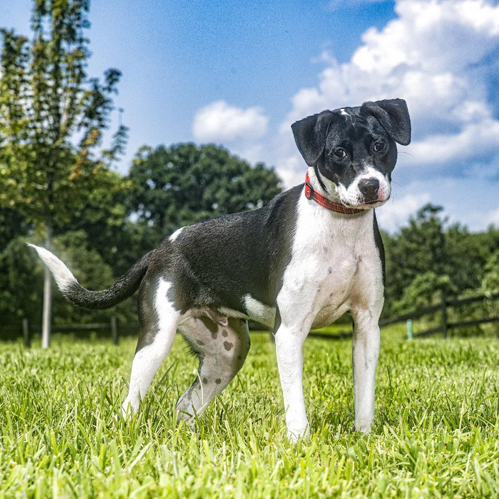 Batman, Adoptable, Young Male Pit Bull Terrier.