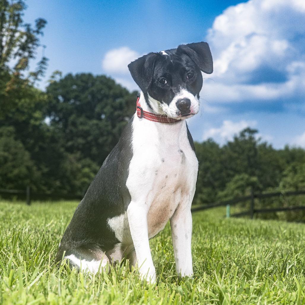 Enlarge Batman, a Adoptable Pit Bull Terrier in Franklin, TN image 2/4