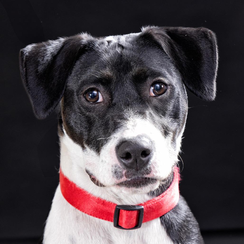 Enlarge Batman, a Adoptable Pit Bull Terrier in Franklin, TN image 3/4