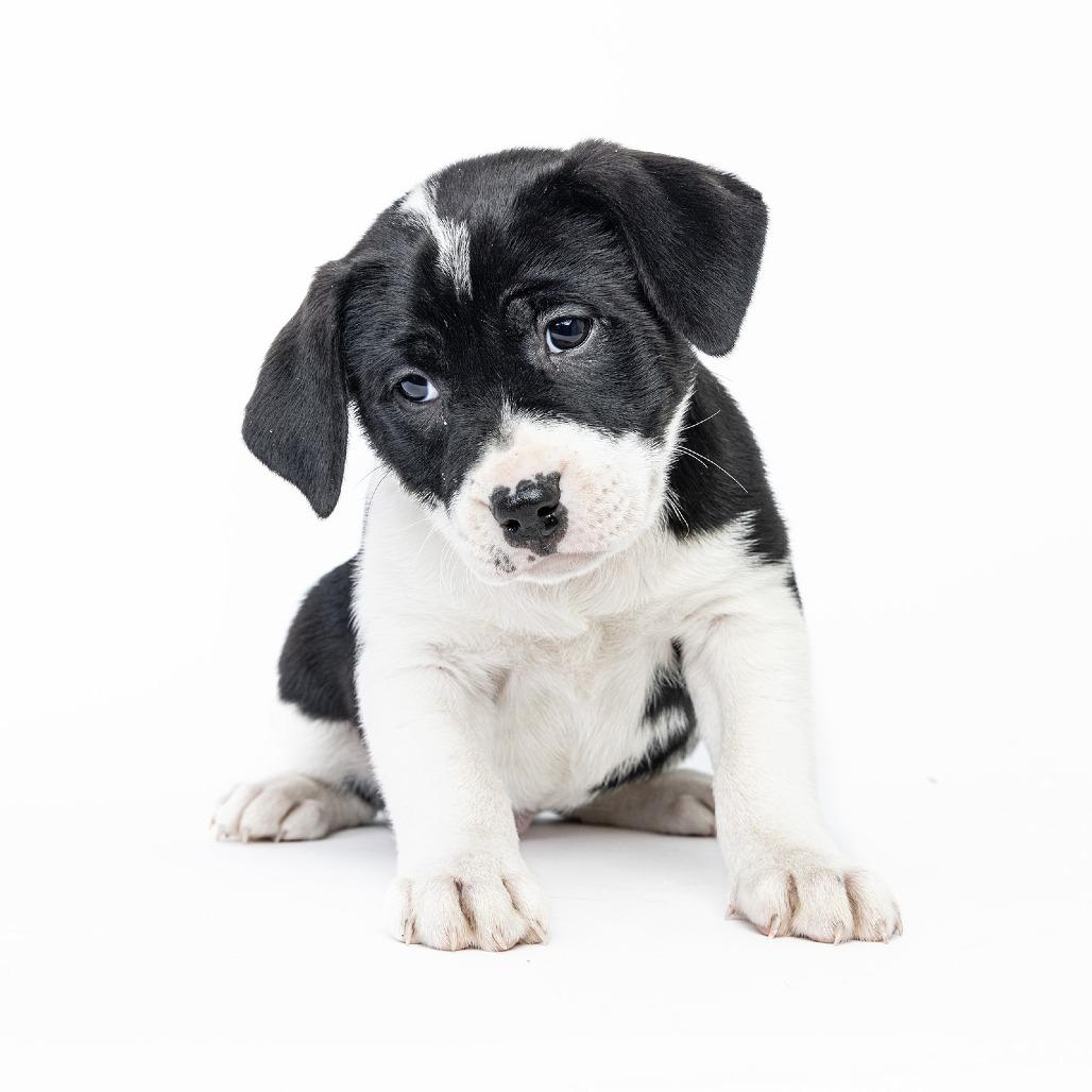 Enlarge Batman, a Adoptable Pit Bull Terrier in Franklin, TN image 4/4