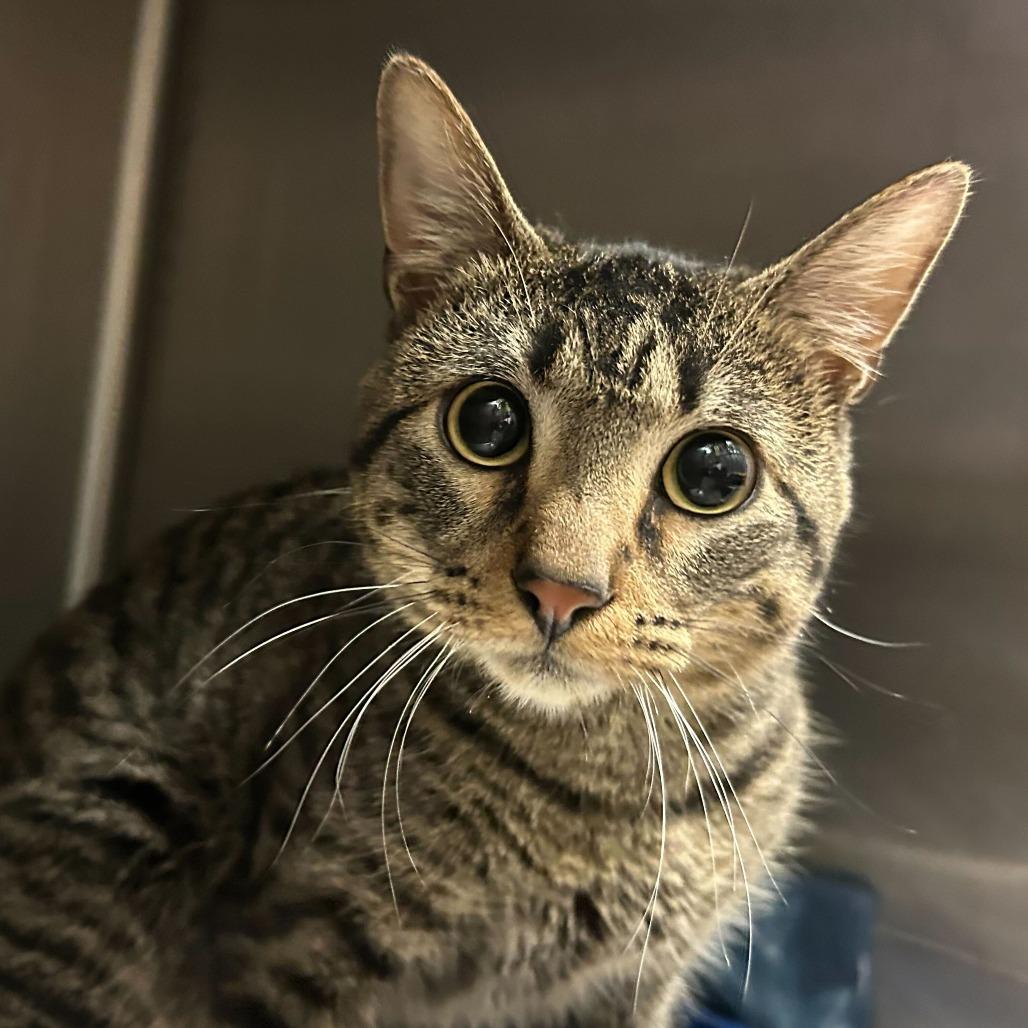 Benny Crown, Adoptable, Adult Male Domestic Short Hair.