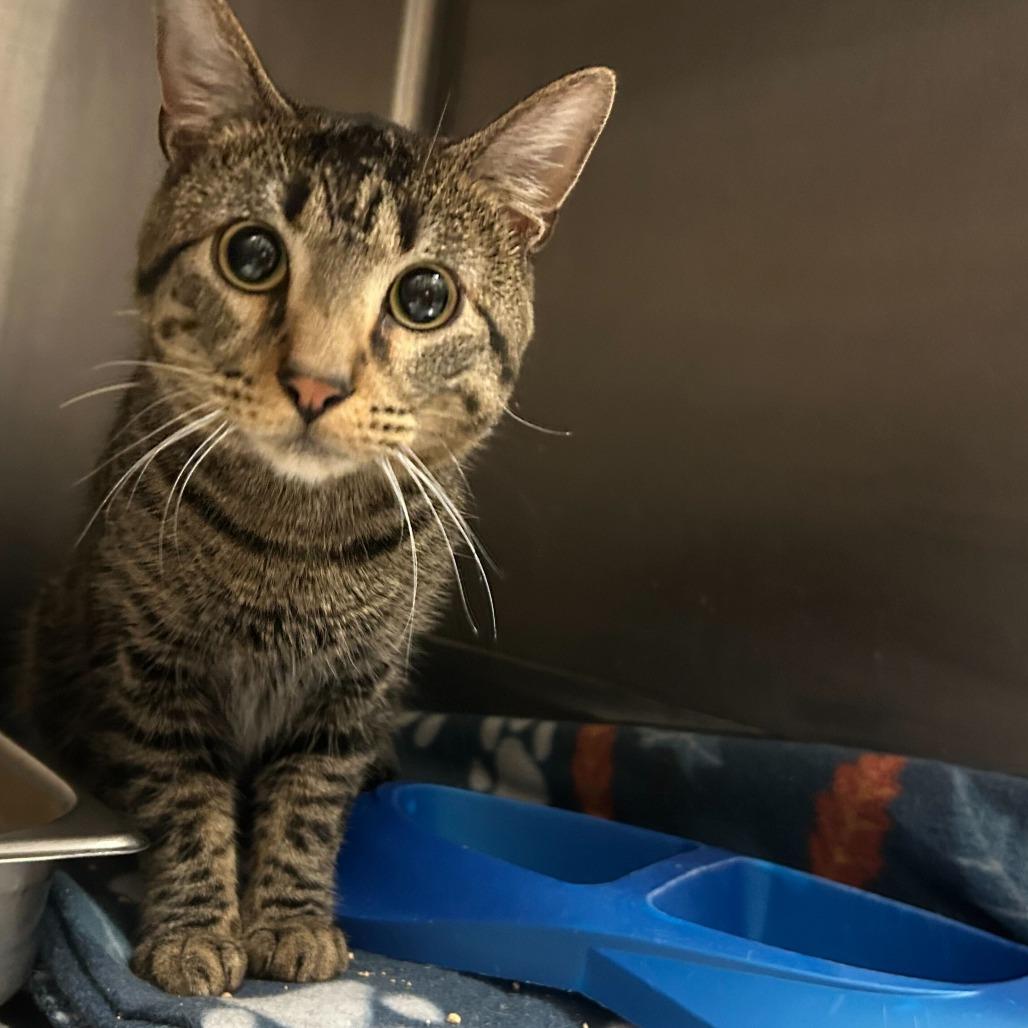 Enlarge Benny Crown, a Adoptable Domestic Short Hair in Davenport, IA image 2/2