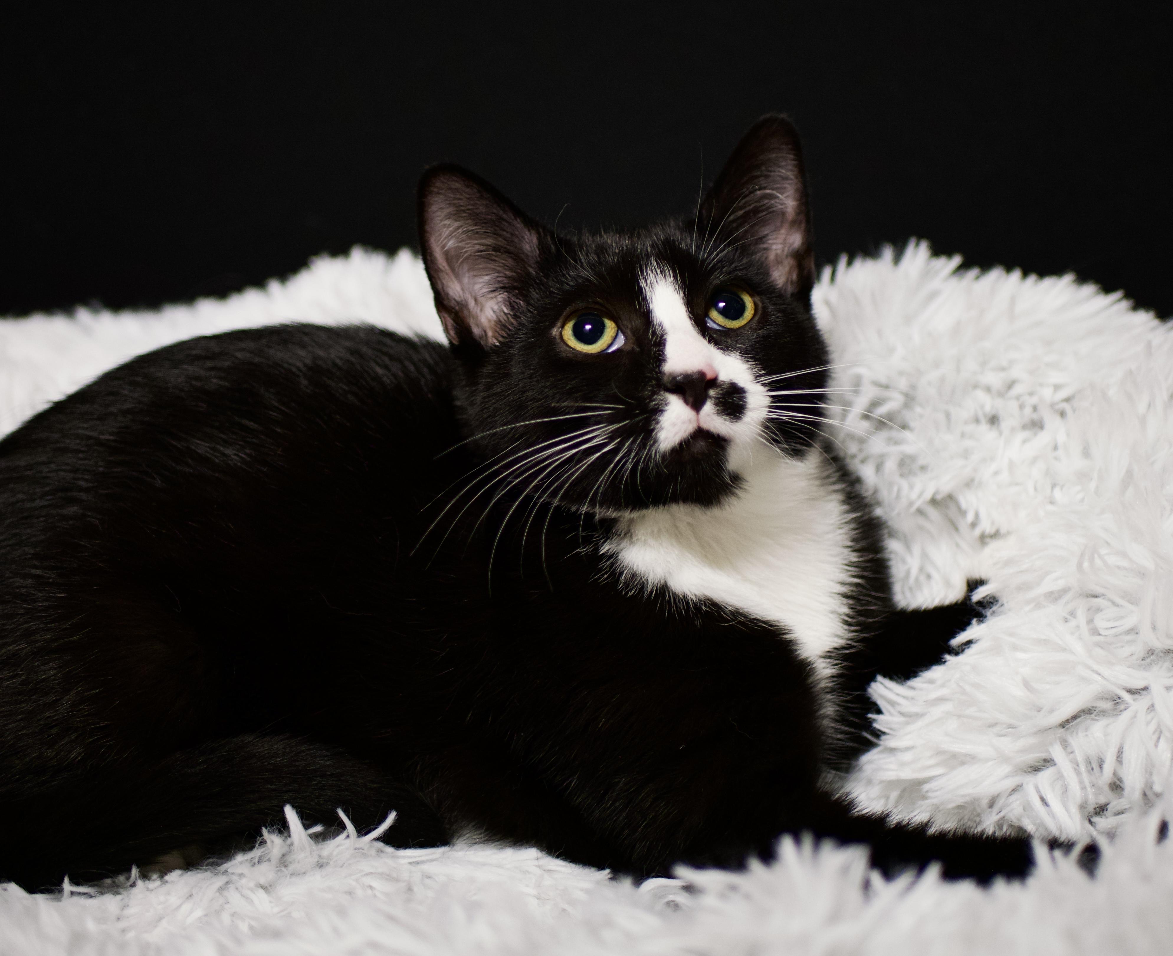 Zoro - bonded with Bandit, Adoptable, Kitten Male Tuxedo.