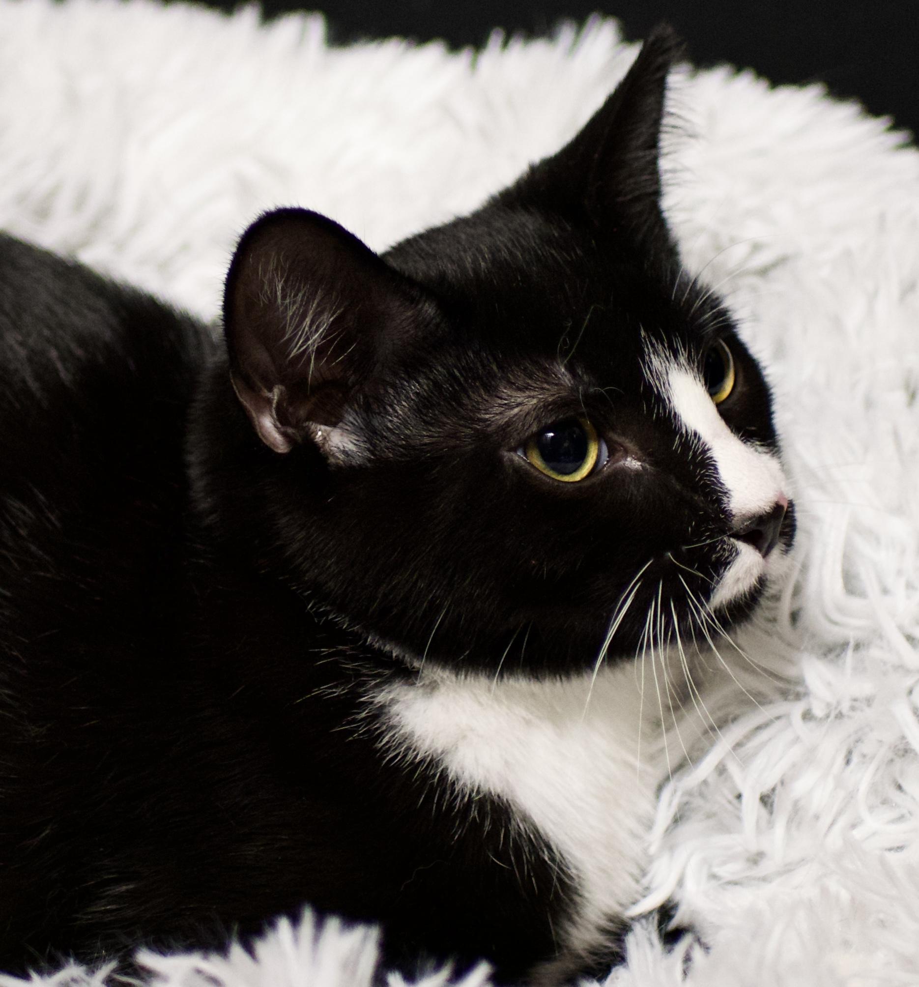 Enlarge Zoro - bonded with Bandit, a Adoptable Tuxedo in Farmington, MN image 2/2