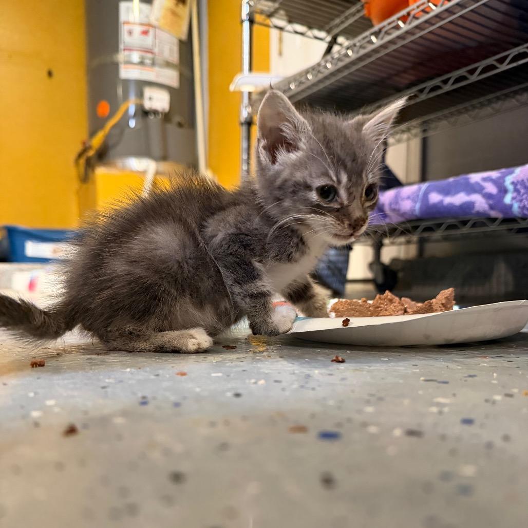 Enlarge Chance, a Adoptable Domestic Short Hair in Peyton, CO image 1/1