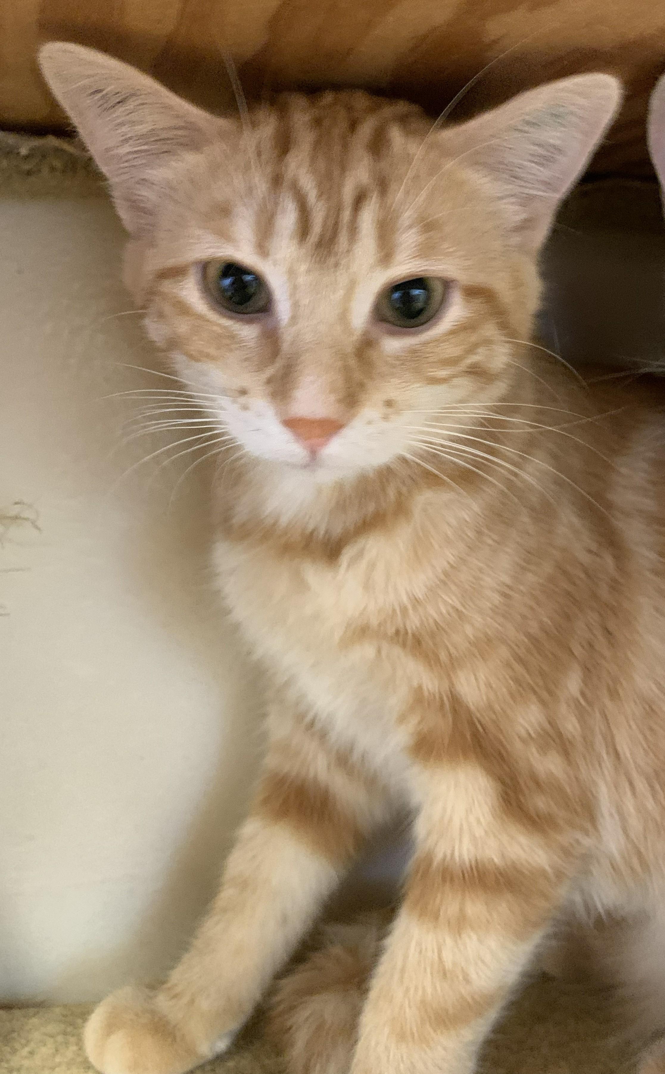 Enlarge Willow26, an adopted Domestic Medium Hair in Milwaukee, WI image 1/5