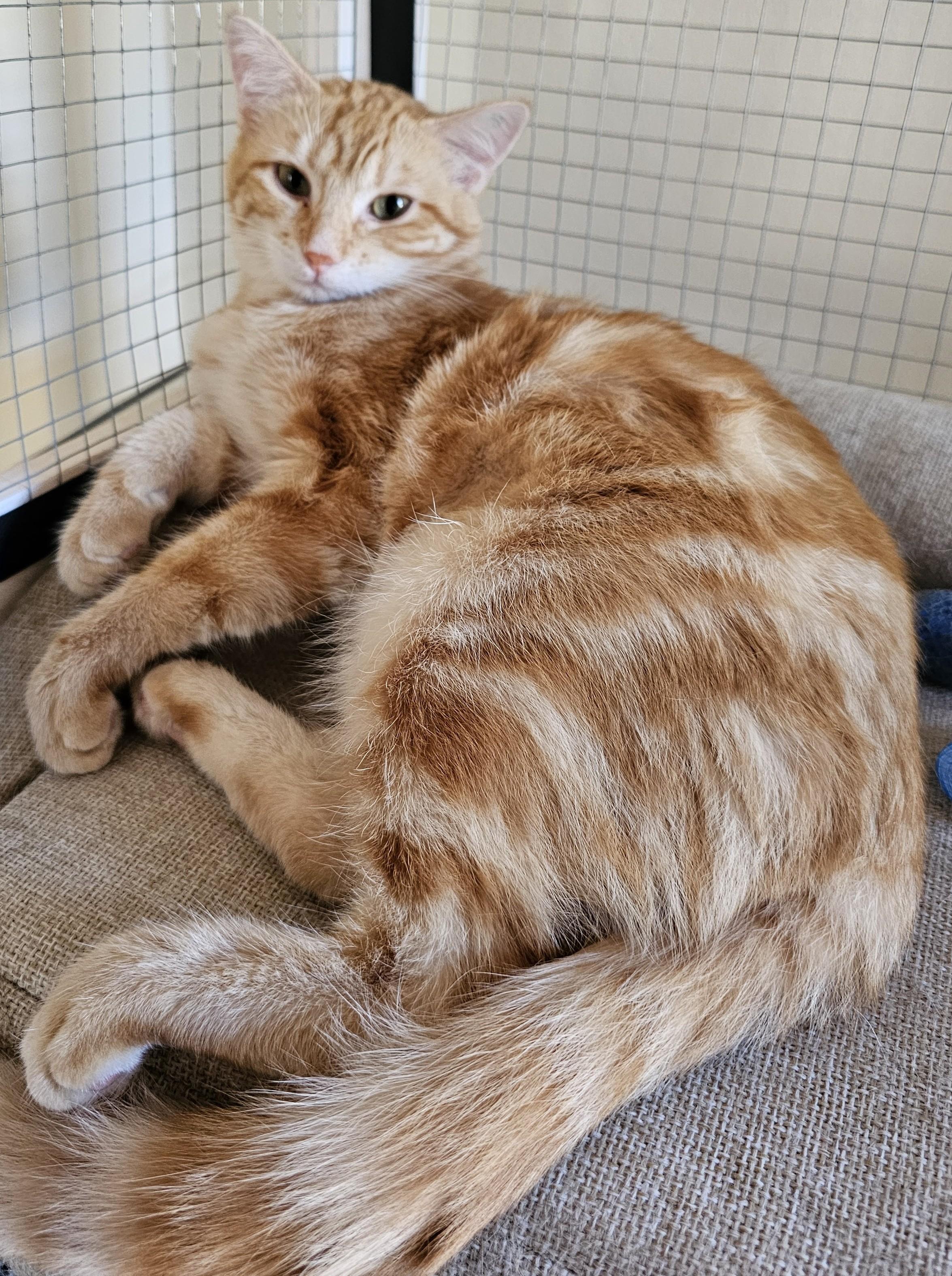 Enlarge Willow26, an adopted Domestic Medium Hair in Milwaukee, WI image 4/5