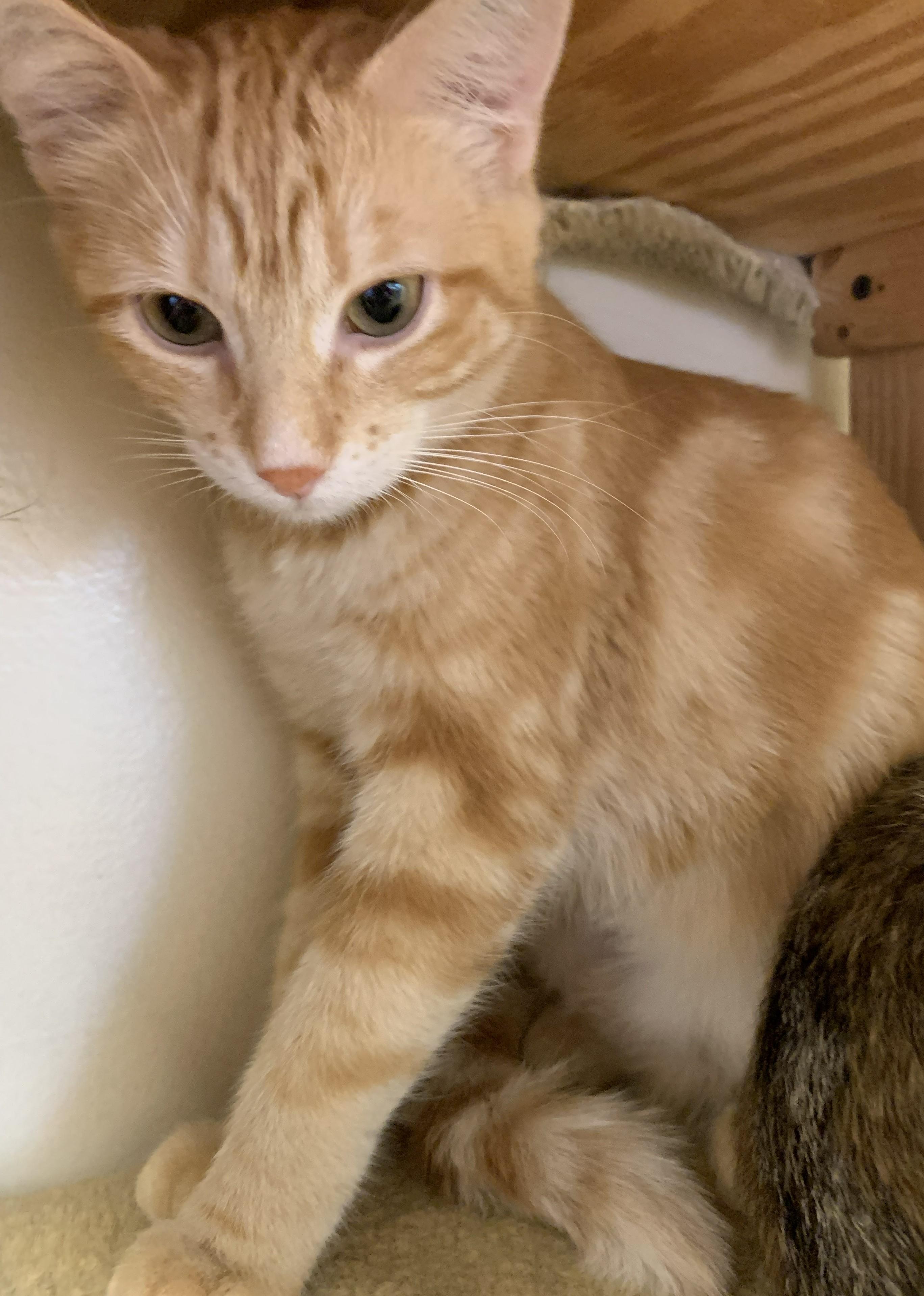 Enlarge Willow26, an adopted Domestic Medium Hair in Milwaukee, WI image 5/5