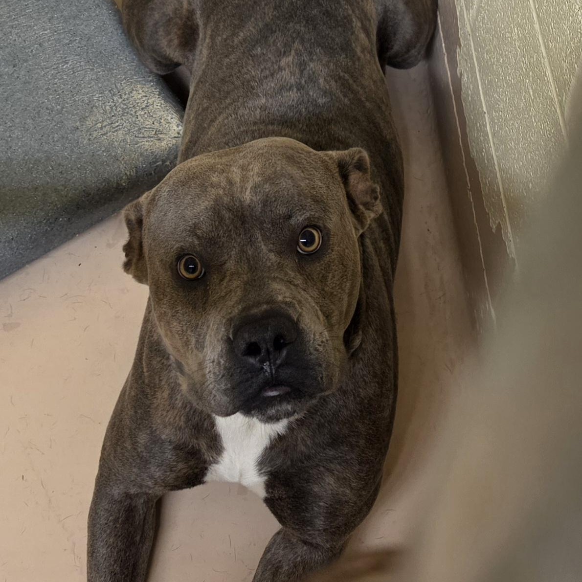 Hash, ADOPTABLE, Adult Male Pit Bull Terrier.