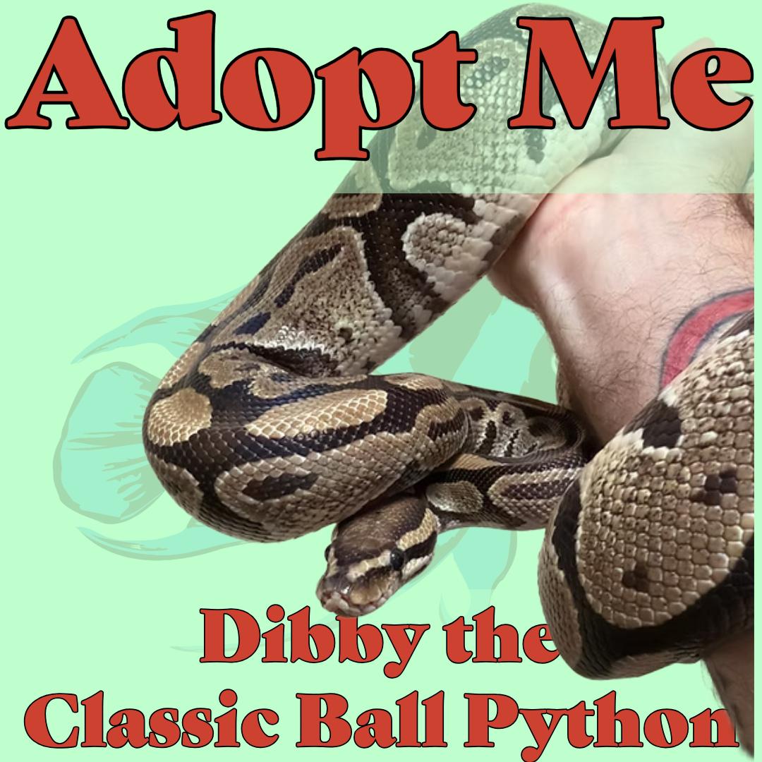 Enlarge Dibby the Ball Python, a ADOPTABLE Ball Python in Neenah, WI image 1/1