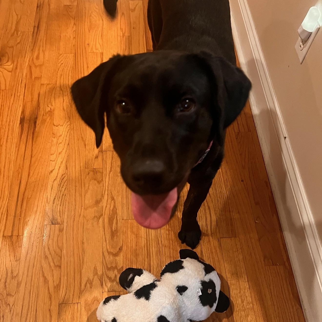 Enlarge Agatha, a Adoptable Labrador Retriever in Macomb, MI image 4/4
