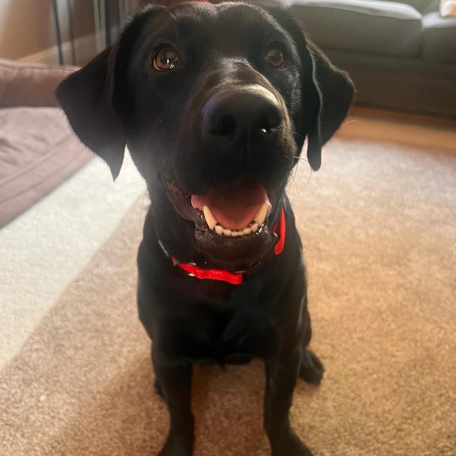 Agatha, Adoptable, Young Female Labrador Retriever.