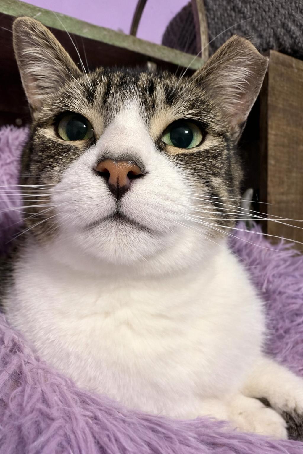 Enlarge Kroger (Manager of Snuggles), a Adoptable Domestic Short Hair in Decatur, GA image 5/6