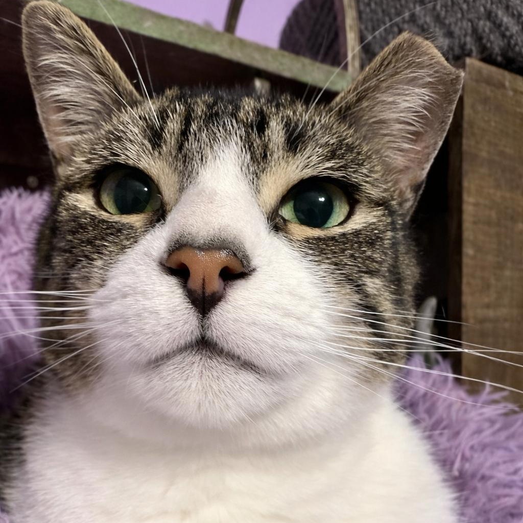 Enlarge Kroger (Manager of Snuggles), a Adoptable Domestic Short Hair in Decatur, GA image 2/6