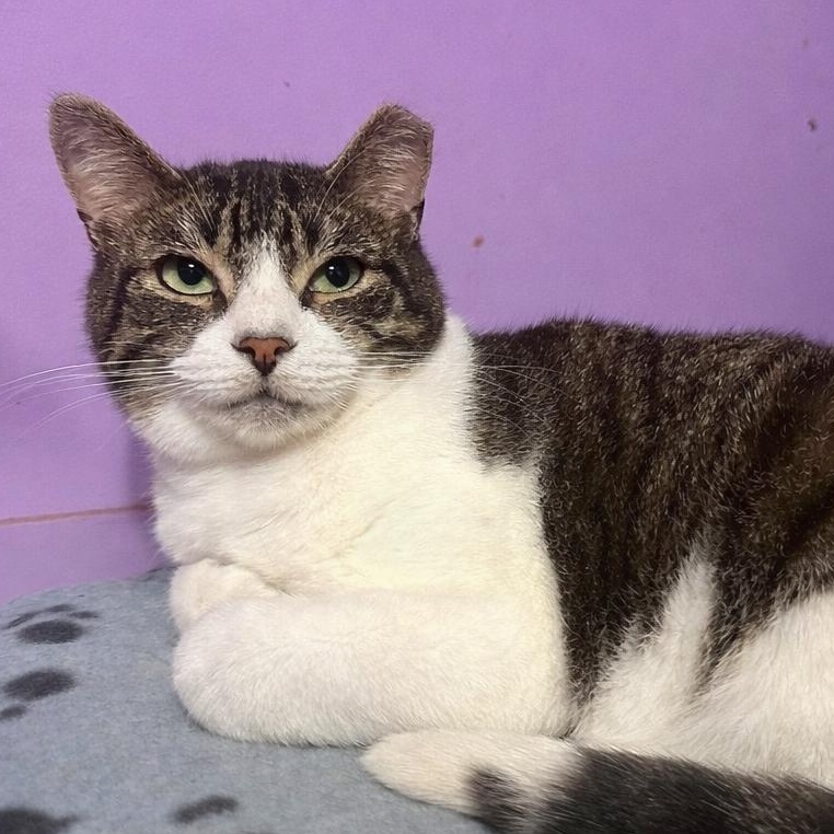 Enlarge Kroger (Manager of Snuggles), a Adoptable Domestic Short Hair in Decatur, GA image 5/6