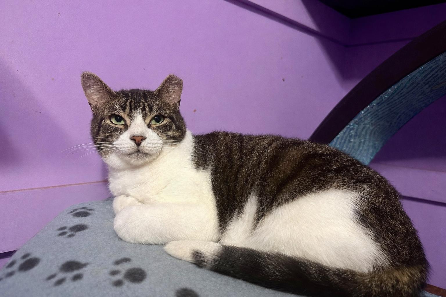 Enlarge Kroger (Manager of Snuggles), a Adoptable Domestic Short Hair in Decatur, GA image 4/6