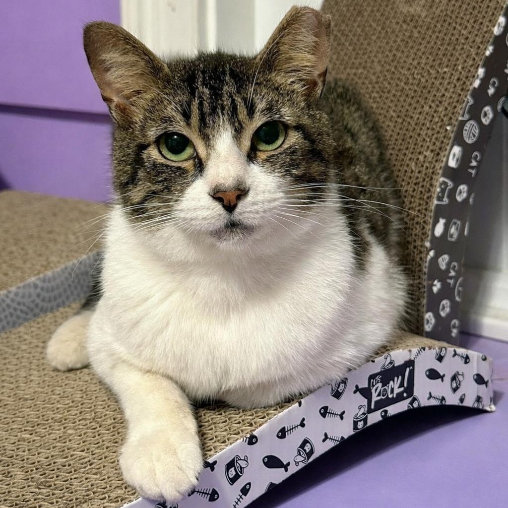 Enlarge Kroger (Manager of Snuggles), a Adoptable Domestic Short Hair in Decatur, GA image 1/6