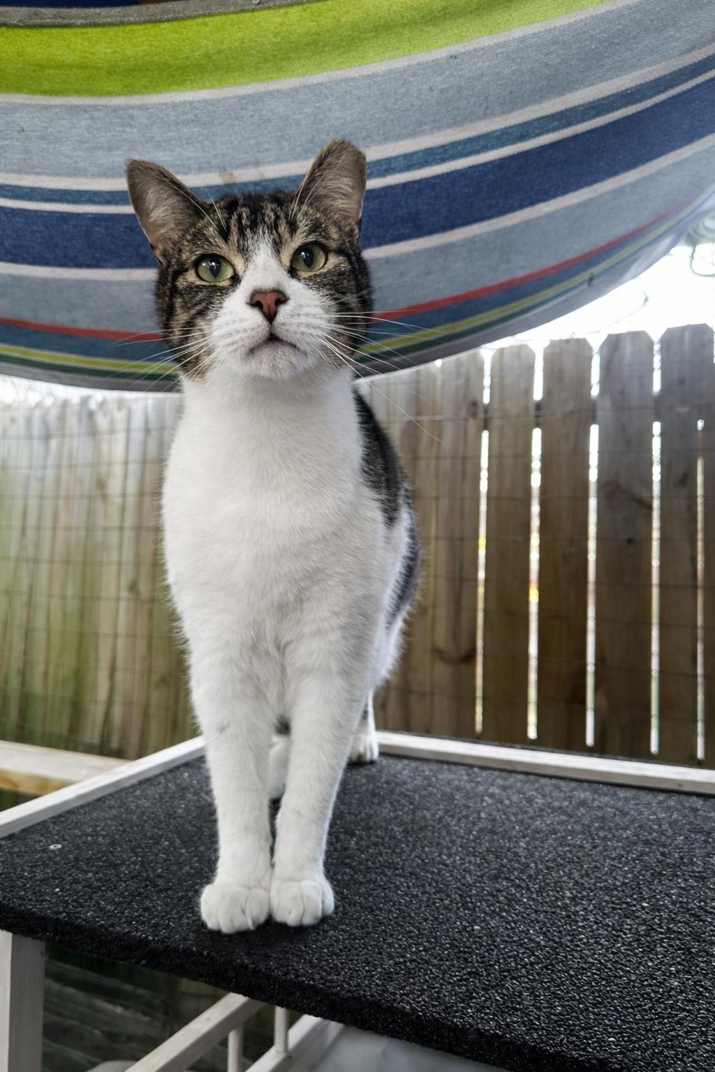 Enlarge Kroger (Manager of Snuggles), a Adoptable Domestic Short Hair in Decatur, GA image 3/6