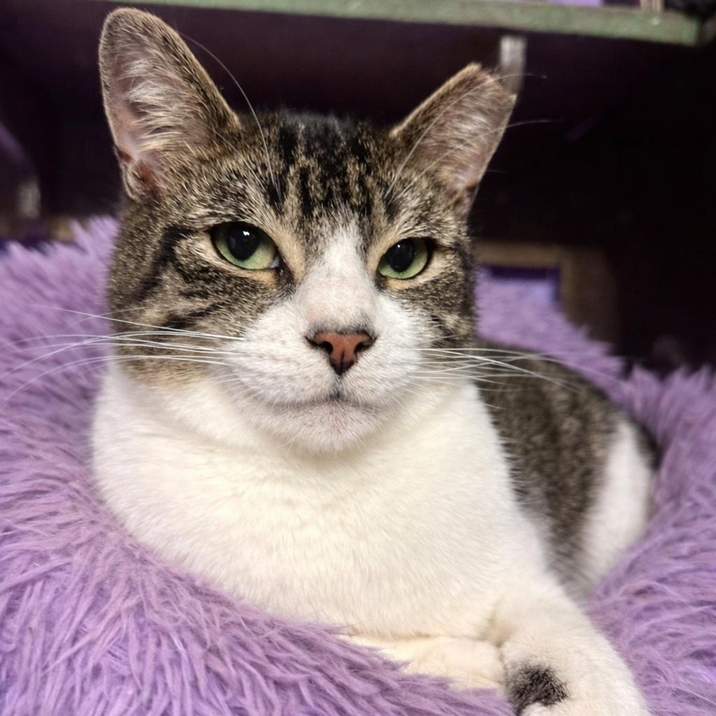 Enlarge Kroger (Manager of Snuggles), a Adoptable Domestic Short Hair in Decatur, GA image 6/6