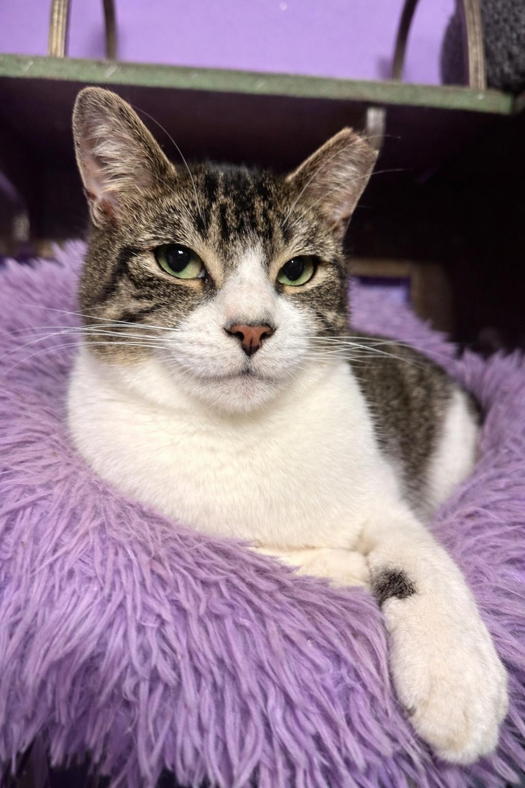 Enlarge Kroger (Manager of Snuggles), a Adoptable Domestic Short Hair in Decatur, GA image 6/6