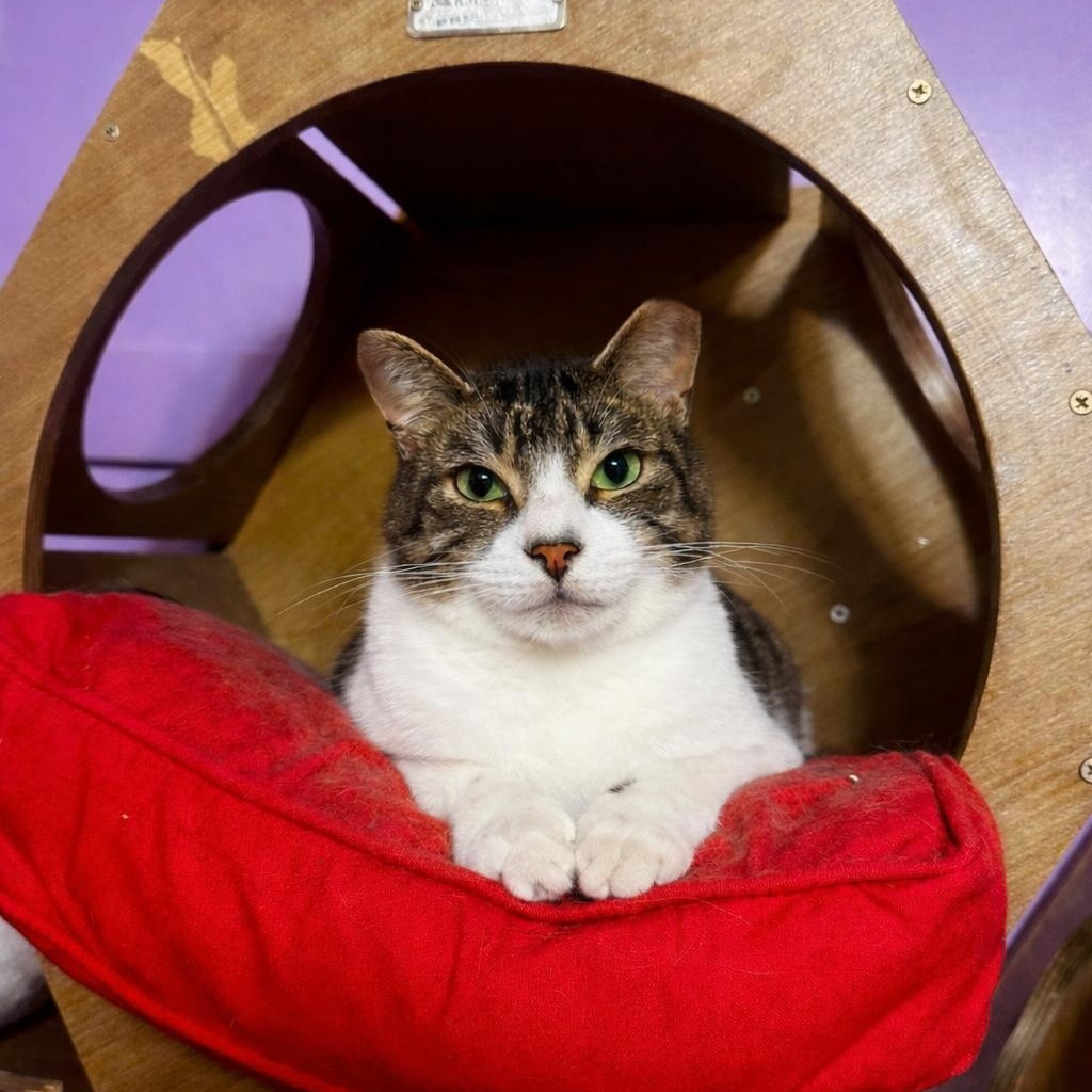 Kroger (Manager of Snuggles), Adoptable, Young Male Domestic Short Hair.