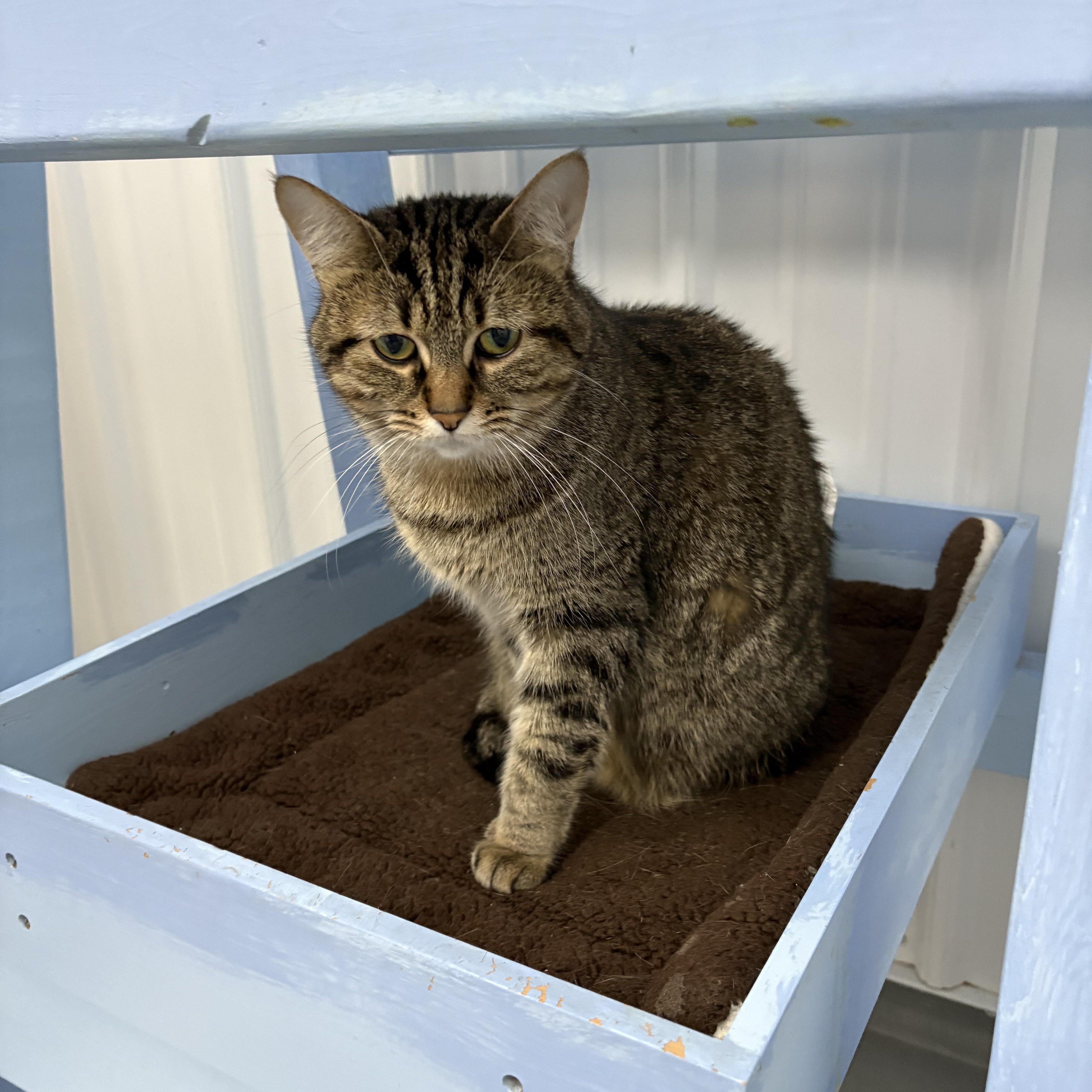 Cinder, an adopted American Shorthair in Big Rapids, MI_image-1