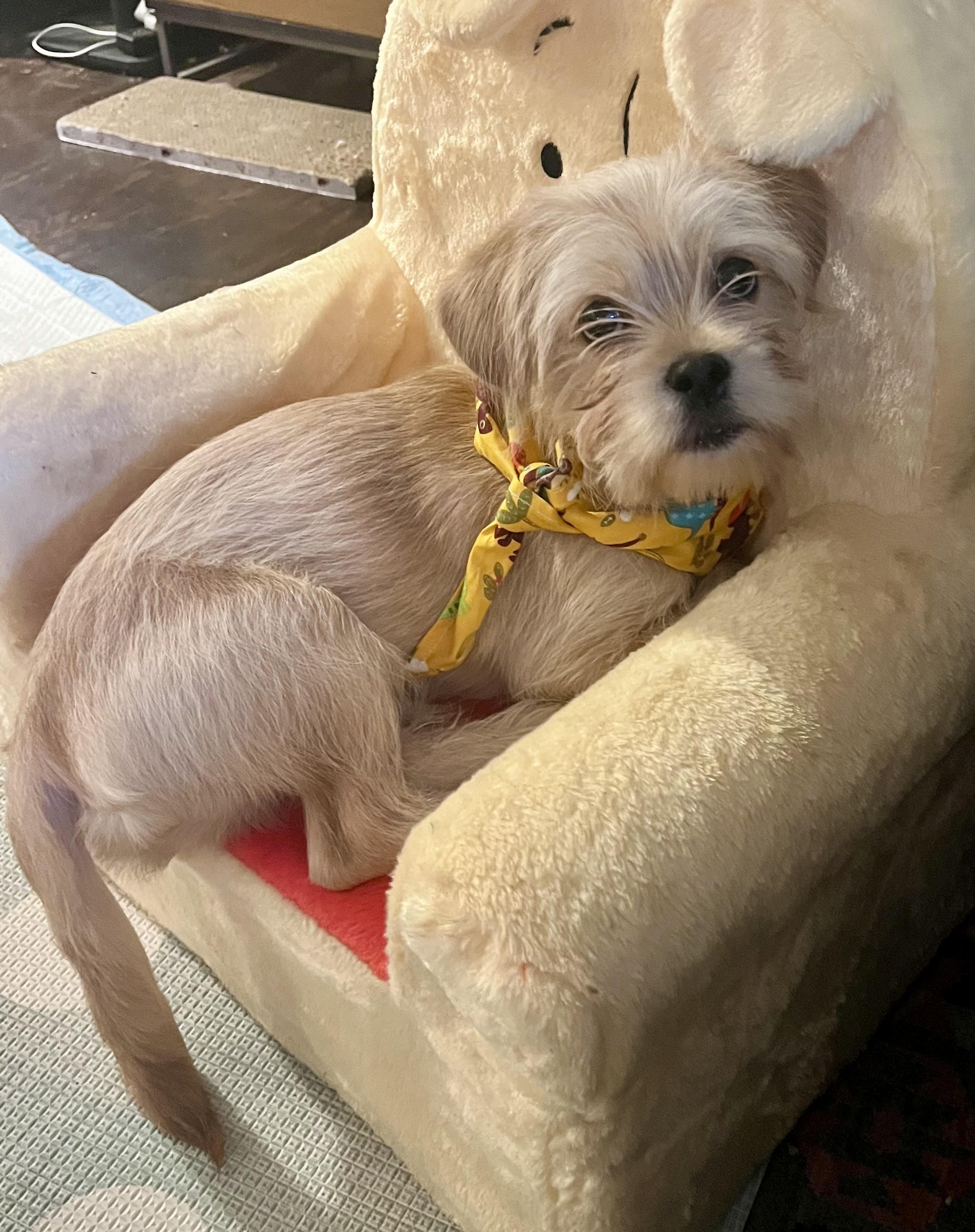 Enlarge Remy, a Adoptable mixed breed in Atlanta, GA image 4/5