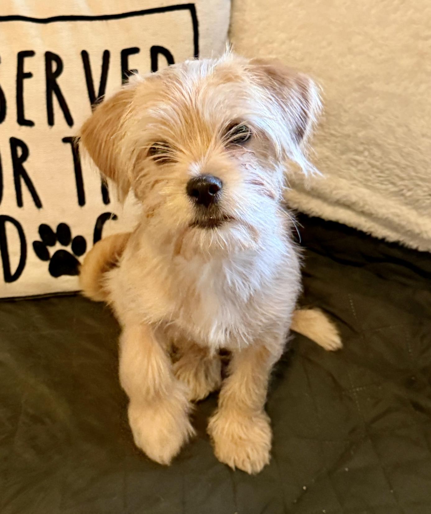 Enlarge Remy, a Adoptable mixed breed in Atlanta, GA image 1/5