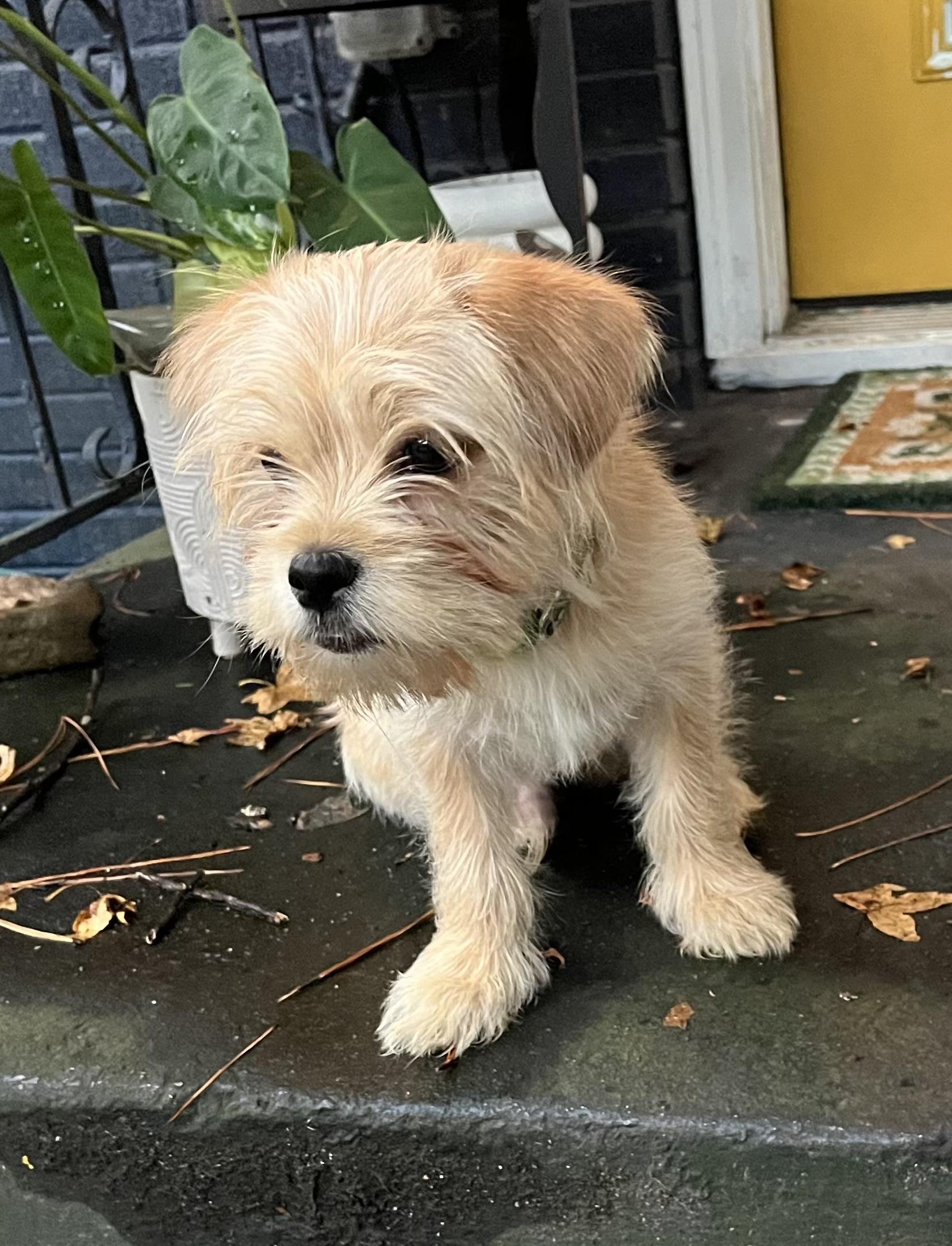 Enlarge Remy, a Adoptable mixed breed in Atlanta, GA image 2/5