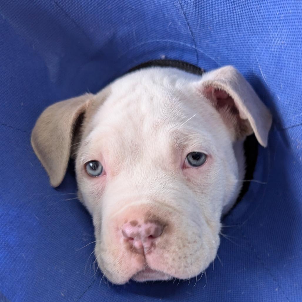 Gucci, Adoptable, Young Male Mixed Breed.